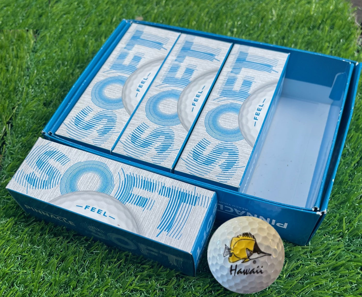 Long Nose Butterfly Fish Dozen